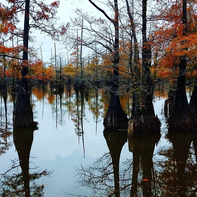 Autumn cypress trees growing from the still waters of Black Lake.