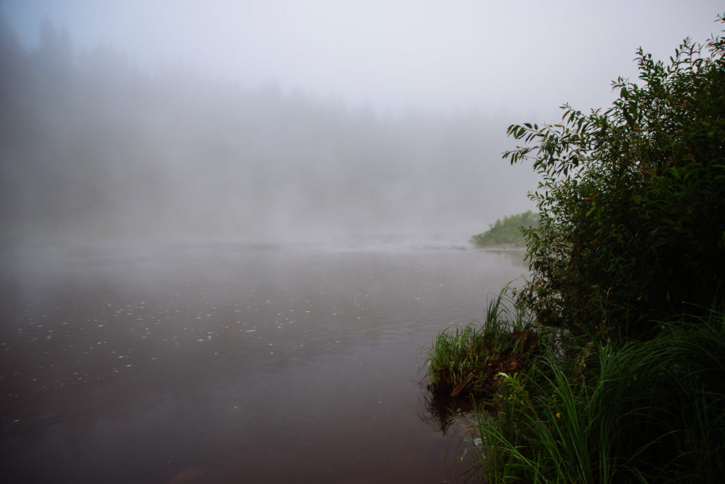 Reeds and bushes on a foggy river, trees can be dimly seen in the background on the far shore